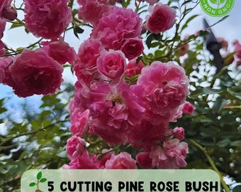 Climbing Pink Pine Rose 5 Cuttings, Heirloom Rose Bush, Fast