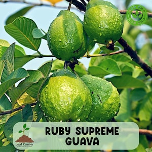 May include: Close-up of Ruby Supreme guavas on a tree branch, with green leaves in the background. The guavas are green with yellow highlights and water droplets. The image includes the text "Ruby Supreme Guava" and a "Non-GMO" label.