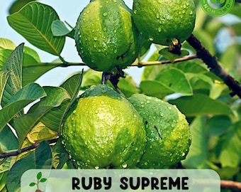 50 Ruby Supreme Guava Seeds, Sweet Tropical Fruit, Pink Flesh, Heirloom Non GMO
