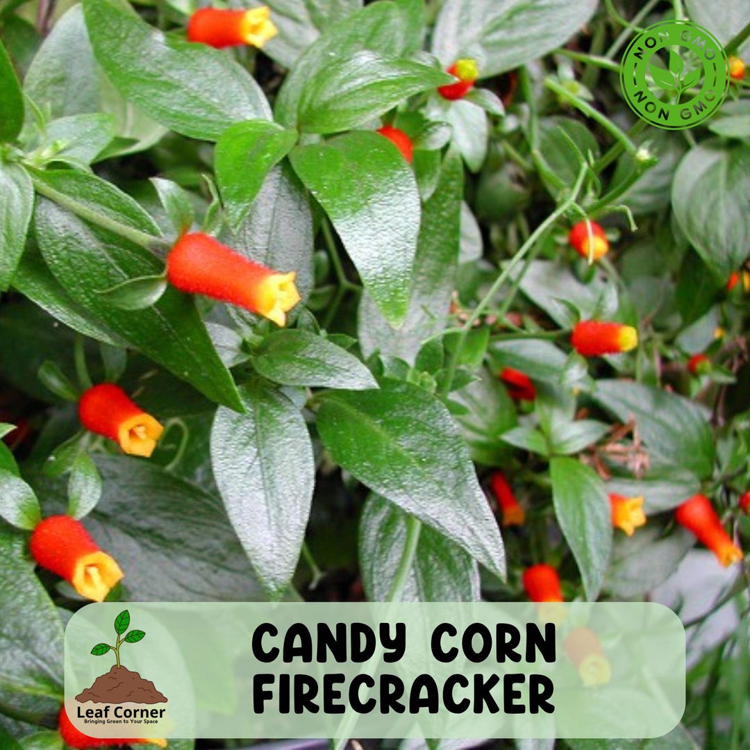 Candy Corn Plant, Firecracker Vine, Live Plug - Etsy