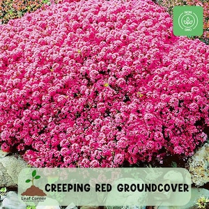 300 Creeping Thyme Red Seeds, Low-Growing Fragrant Herb, Perennial Groundcover, Non-GMO