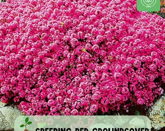 300 Creeping Thyme Red Seeds, Low-Growing Fragrant Herb, Perennial Groundcover, Non-GMO