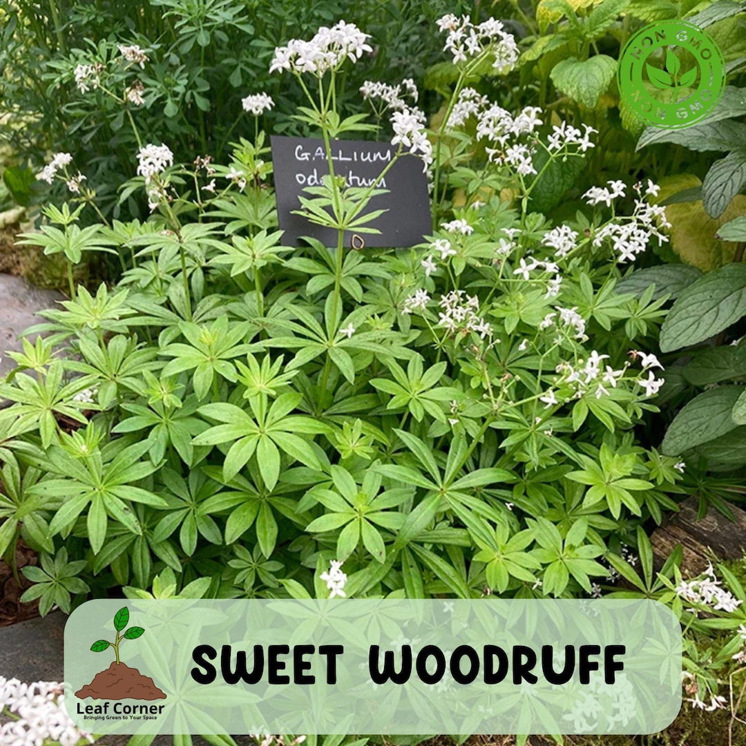 Sweet Woodruff, Galium Odoratum, Shade Loving Live Starter Plant - Etsy