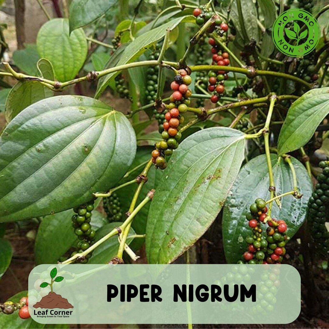 Black Pepper Plant Piper Nigrum, Live Starter Plant, Tropical Climbing ...