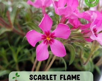 100 Scarlet Flame Creeping Phlox Seeds – Vibrant Red Ground Cover