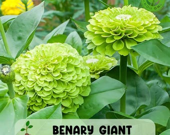 100 Giant Lime Zinnia Seeds, Vibrant Green Zinnias for Bouquets & Landscaping