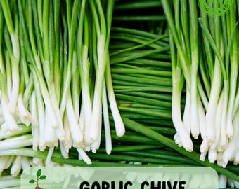 500 Garlic Chive Seeds, Chinese Chives, Ideal for Planting, Non GMO, Easy to Grow