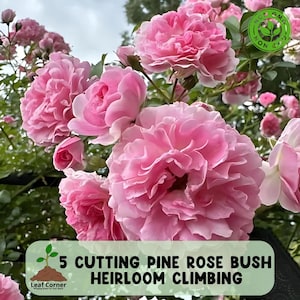 Climbing Pink Pine Rose 5 Cuttings, Heirloom Rose Bush, Fast Growing