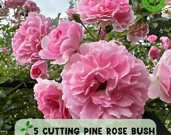 all dressed up rose Rosa 'All Dressed Up'  Armstrong Garden Centers
