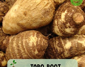 Fresh Taro Root, Edible Starchy Vegetable and Perennial Elephant Ear Plant, Non GMO