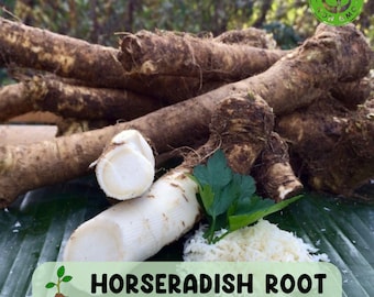 Fresh Horseradish Root, Whole Root for Eating or Planting, Non GMO, USA Shipping Only