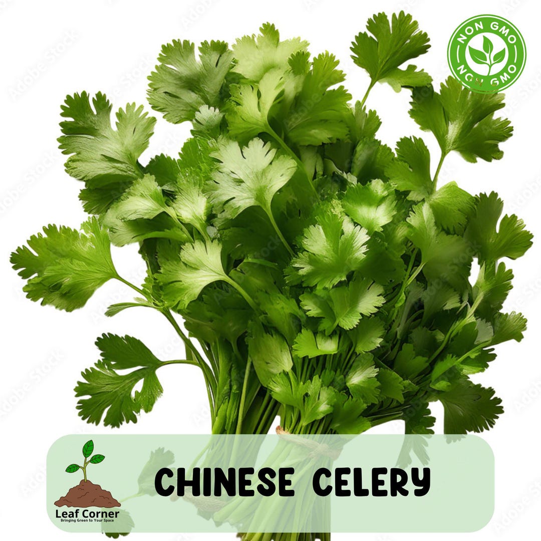 Kinchay Powder 100 Chinese Celery Seeds, Khuenchai, Kan Tsai, Kin Tsai, Kunchoy ...