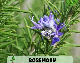 Rosemary Herb Seeds, Fragrant Evergreen, Non-GMO
