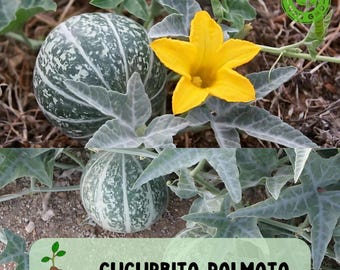 Coyote Gourd Seeds (Cucurbita palmata),  30 Organic Heirloom Seeds, Unique Desert Vine Plant