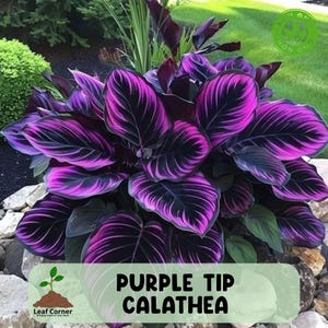 25 Purple Tip Calathea Seeds, Rare Tropical Foliage Plant with Colorful Leaf Edges