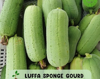 15 Luffah Sponge Seeds: Non-GMO, Natural Bath Loofah