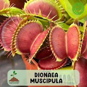 May include: Close-up of a Venus flytrap (Dionaea muscipula) with vibrant red and green leaves. The plant's traps are open, showcasing their spiky edges. The image includes the text "Dionaea Muscipula" and a logo.