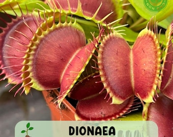 Dente Venus Fly Trap, Live Carnivorous Plant, Dionaea muscipula, Insect Eating