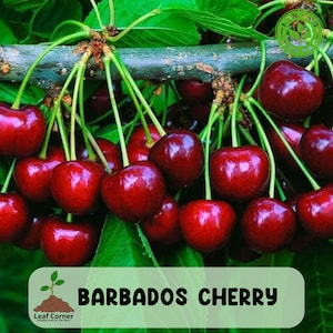 May include: A close-up of a cluster of ripe, red Barbados cherries hanging from a branch with green leaves. The image includes the text "Barbados Cherry" in a white box with a green background.