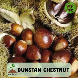 1 Dunstan Chestnut Tree, 12–24 Tall, Hybrid, Bare Root, Hardy Nut Tree