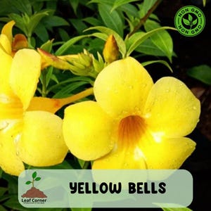 May include: Close-up of vibrant yellow Yellow Bells flowers with water droplets, set against a backdrop of green leaves. The image includes the text "YELLOW BELLS" and a "Non GMO" logo, indicating the plant's origin.