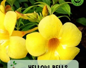 Yellow Bells Esperanza Plant, Tecoma Stans, Live Starter Plant