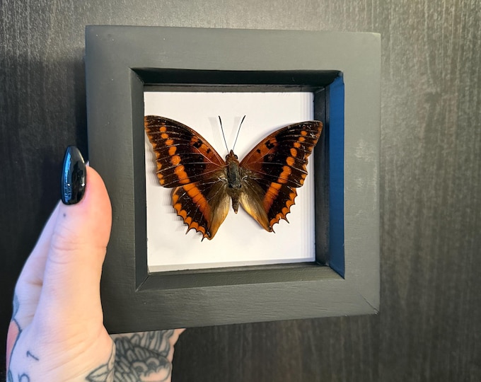 Crimson Charaxes (Friday 13th series)