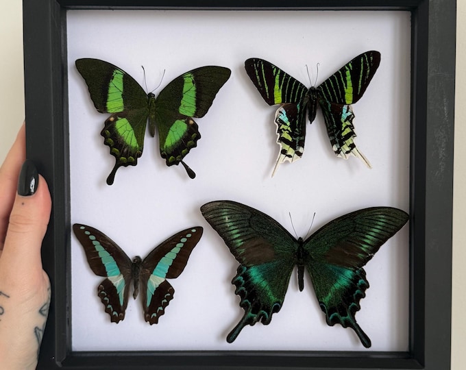 Emerald Swallowtail, Sunset Moth, Alpine black Swallowtail & Common Bluebottle