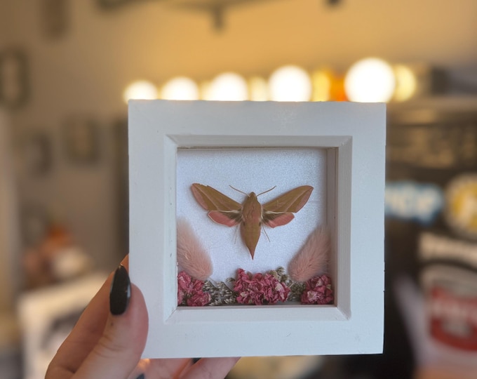 Elephant Hawk-Moth
