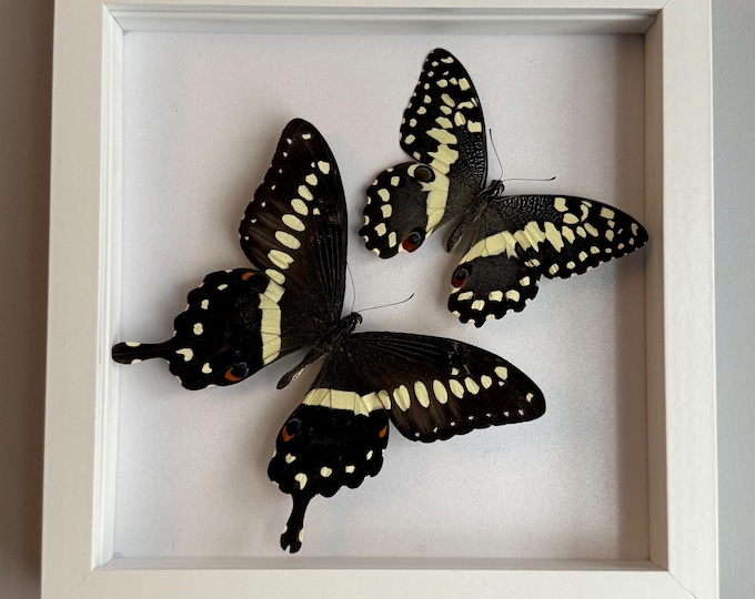 Central Emperor Swallowtail & Citrus Swallowtail