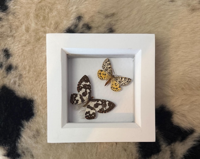 Ghost Moth of the Forest & Melanaria Silkmoth