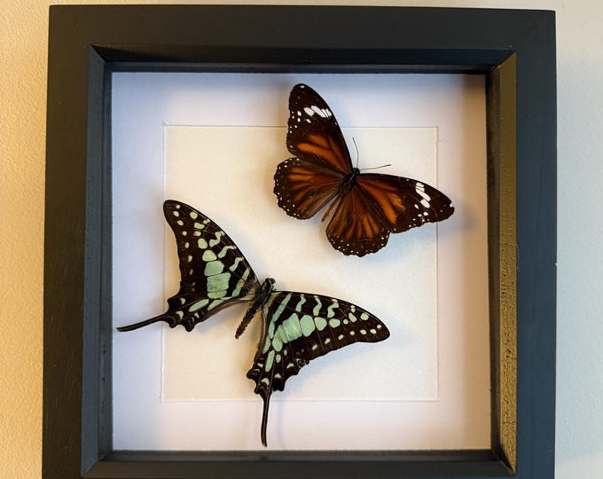Striped Swordtail & Common Tiger