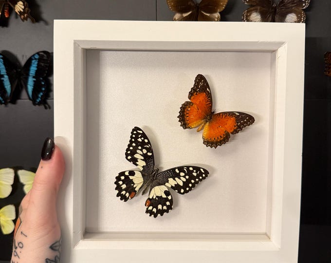 Lime Butterfly & Red Lacewing (Friday 13th series)