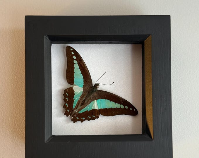 Common Bluebottle