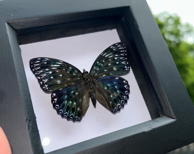 Constable Butterfly