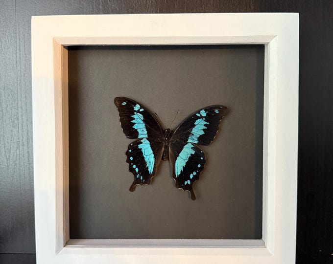 Madagascan Green-banded Swallowtail (Friday 13th series)