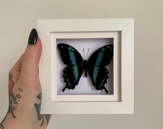 Madagascan Green-banded Swallowtail (Small Frame)
