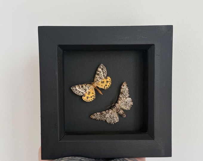 Melanaria Silkmoth & Peppered Moth