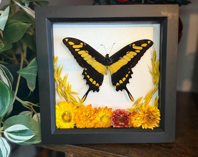 King Swallowtail Butterfly