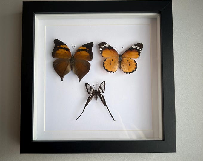 Autumn Leaf, Plain Tiger & White Dragon-tail