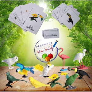 Kit Montessori Oiseaux exotiques – Figurines + cartes classifiées + jeu de cartes – Activité langage sensoriel dès 2 ans
