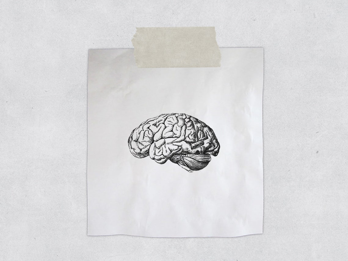 Vintagey Brain Rubber Stamp Biology & Anatomy Stamp Etsy