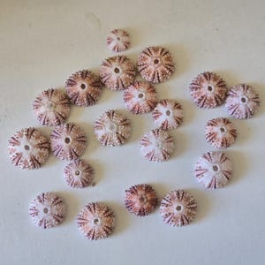 Peut inclure: Une collection de vingt et un tests d'oursins de tailles variées. Chaque coquille calcaire circulaire présente un motif radial de marques blanches et brun rougeâtre, avec une petite ouverture circulaire distincte située au centre de chaque spécimen.