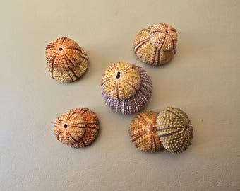 喉から手が出るレア種 ウニ殻(Clypeaster europacificus) 珍しい棘のあるウニ: Clypeaster humilis フィリピン 5 cm ウニ科
