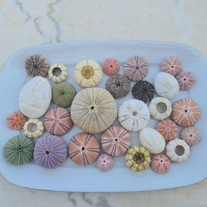30 pcs multi color sea urchins. (2.5 - 7cm approximately).