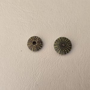 2 pcs tiny sea urchins.