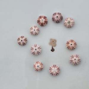 10 pcs tiny red sea urchins.  1cm approximately.
