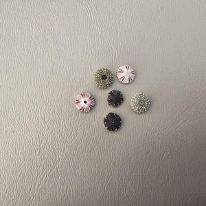 May include: Six small, round sea urchin shells arranged in a cluster. The collection includes two dark black shells, two pale pinkish-white shells, and two light green shells, each featuring a central hole and a textured, radial surface pattern.
