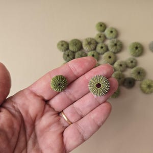 Una colección de 30 pequeños erizos de mar verdes, de aproximadamente 1,5-2 cm.