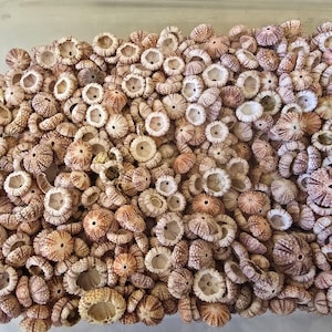 May include: A large collection of small, dried sea urchin tests in various shades of tan, brown, and cream. Each circular, calcified shell features a textured, radial pattern on the exterior and a hollow, open center with a small, distinct hole.